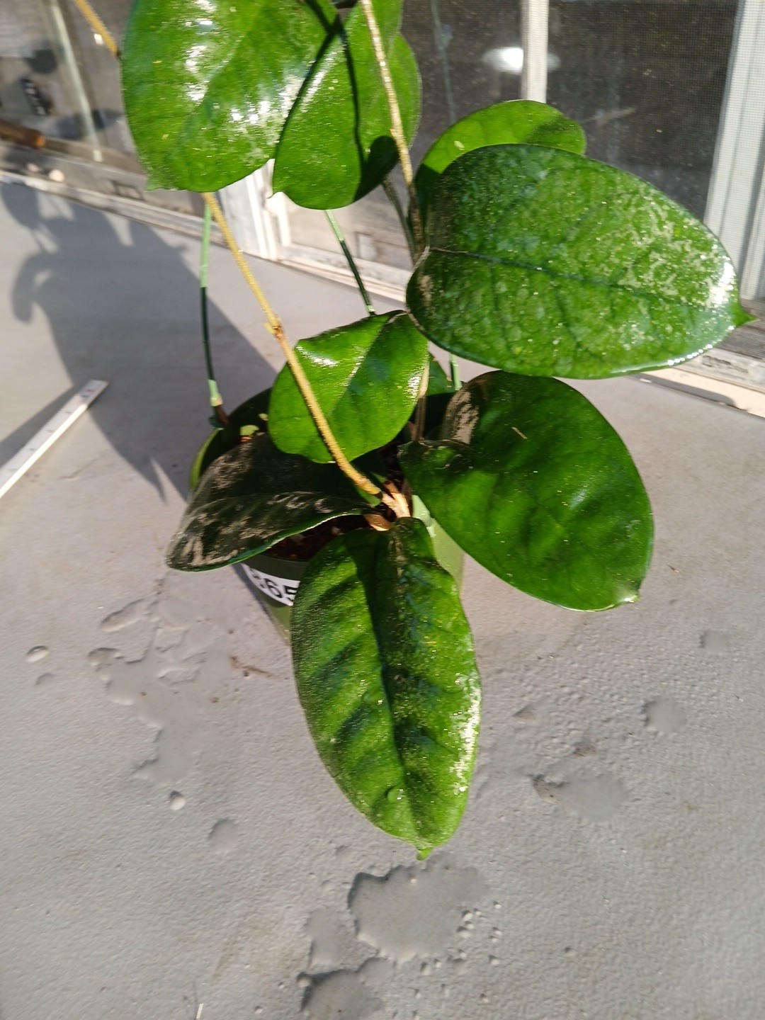 #865- HOYA FUNGI LIVE PLANT, LARGE LEAVES, LARGE PLANT,5″INCHES HANGER POT,