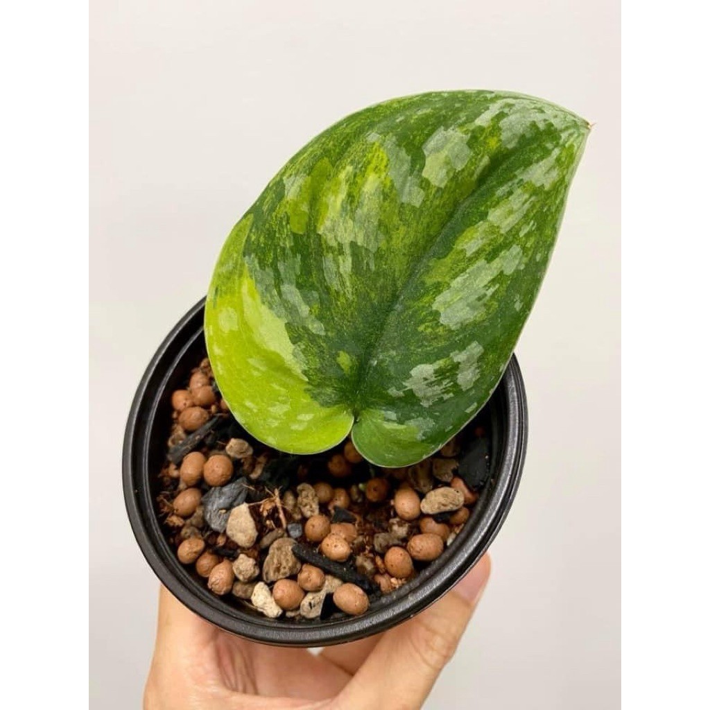 Scindapsus Sentarum, Rare Variegated, Real Picture, Aroid Houseplant