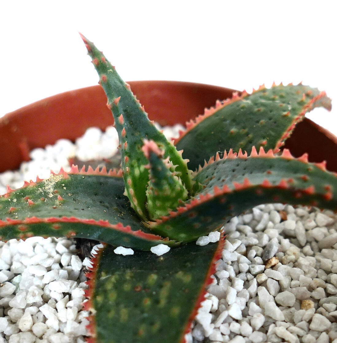 Aloe cv ‘Christmas Carol’ DARK GREEN ex Kelly Griffin – NO VARIEGATED AGAVE
