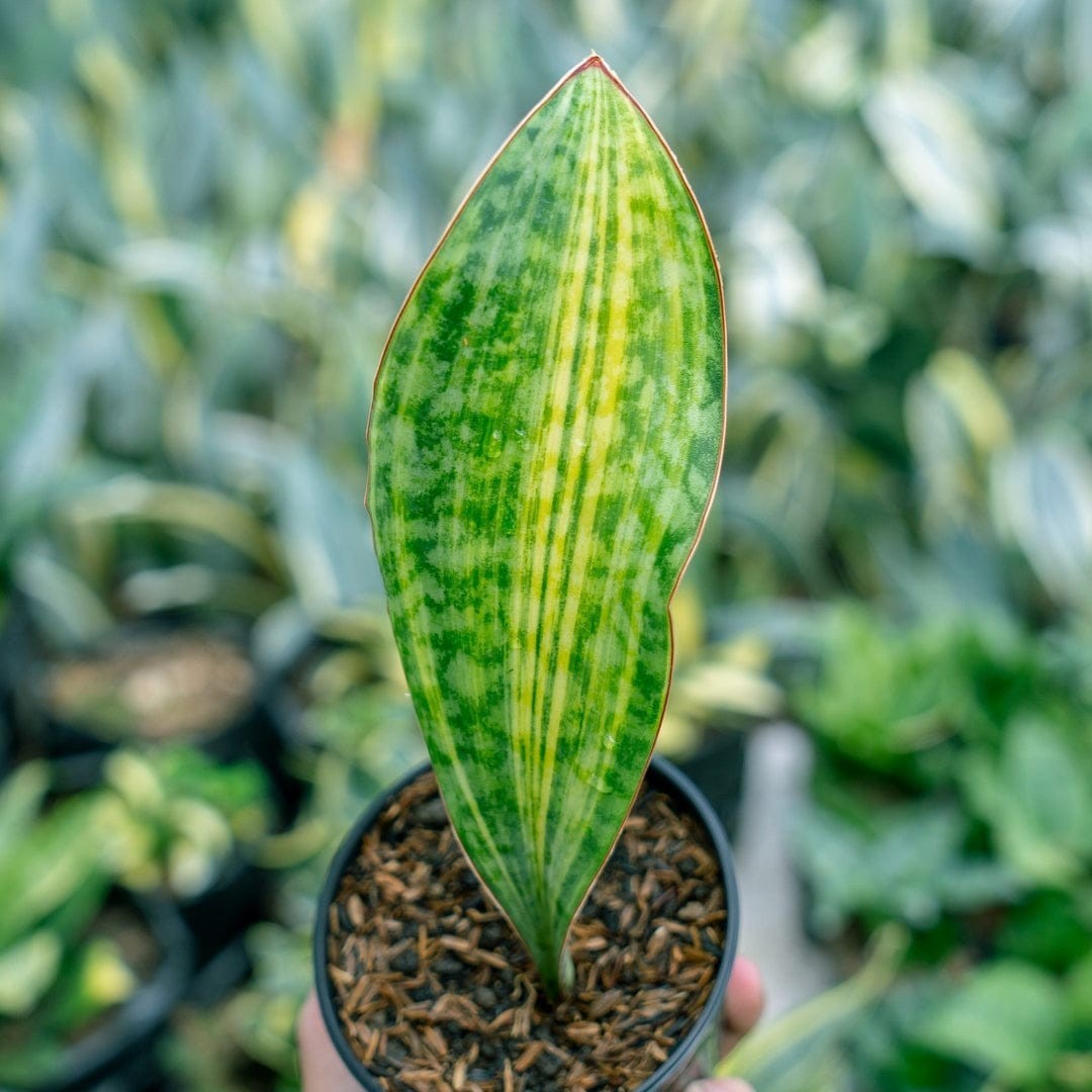Sansevieria Masoniana Yellow Variegated Strip Beautiful Uniqe Snake Plant