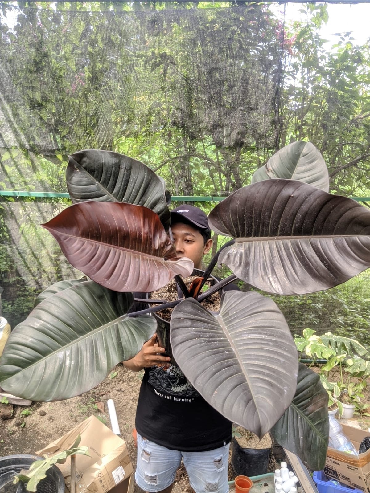 Philodendron Black Cardinal Very Beauty Super Big Size Real Picture