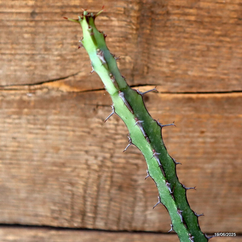 D4728 EUPHORBIA GLOCHIDIATA pot10-H37-W32 cm MaMa Cactus