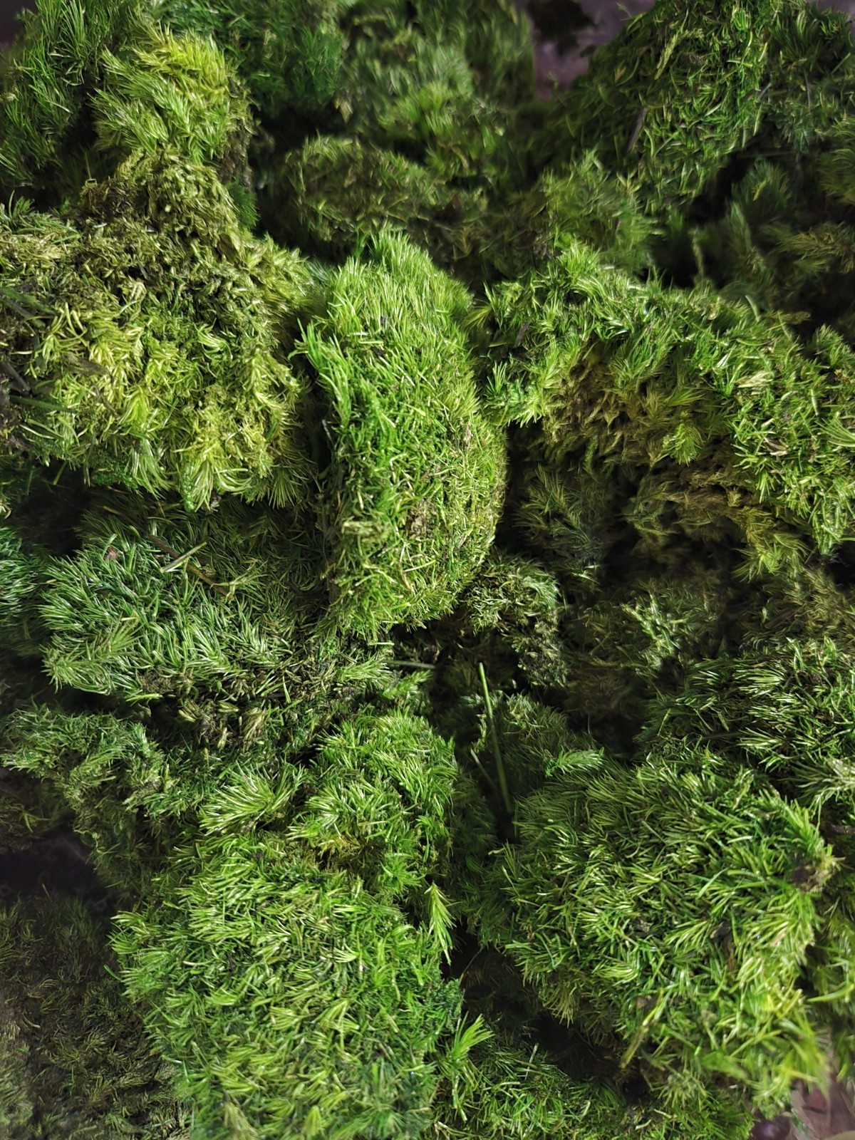 11 Oz Natural Reindeer Moss Preserved Dried Craft Flower Stamen Decoration