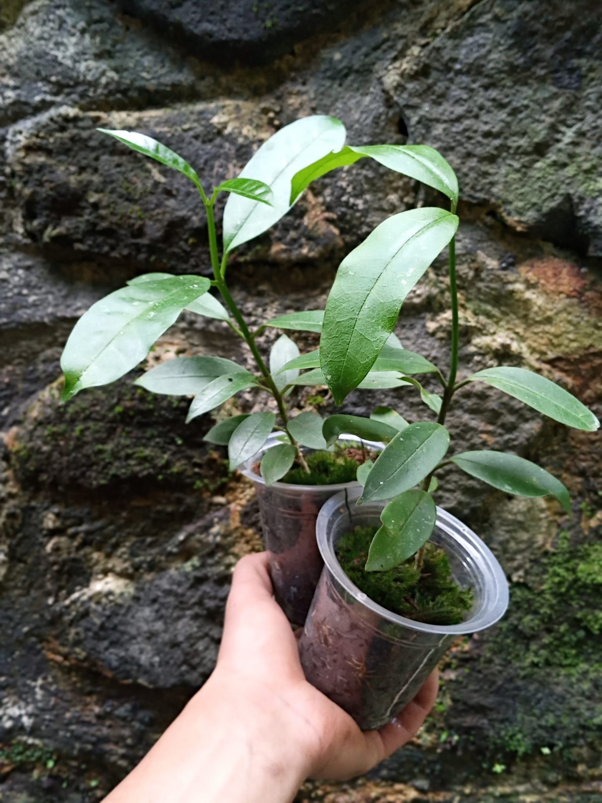 Hoya Multiflora Javanica Rare Tropical Wax Plant