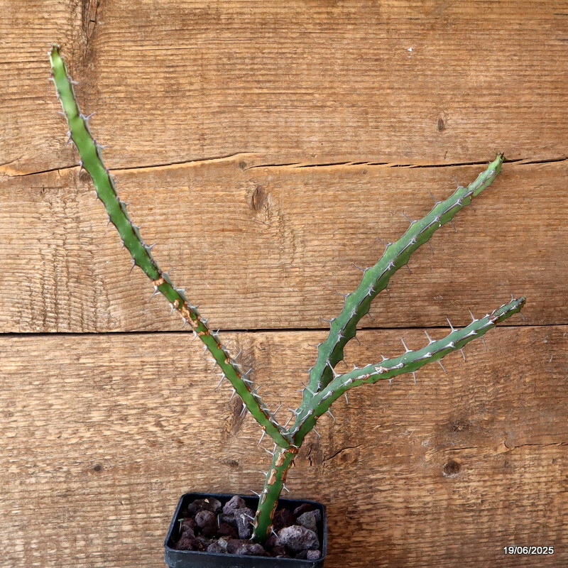 D4728 EUPHORBIA GLOCHIDIATA pot10-H37-W32 cm MaMa Cactus