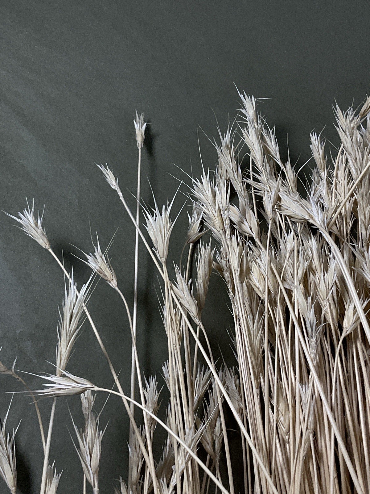 Dried Foxtail Grass Bundle: Rustic Floral Arrangement Supply in Natural Color