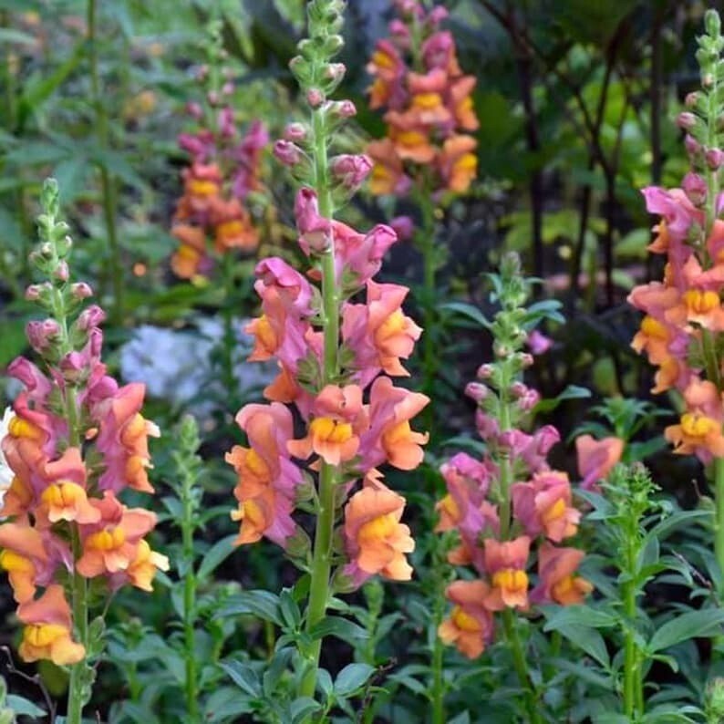 100 Pcs Cute Rocket Bronze Snapdragon Flower Seeds