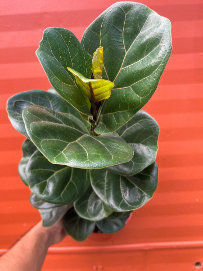 FICUS LYRATA Large Leaf Fig 6″ Pot| LIVE Indoor & Outdoor Tropical House Plant