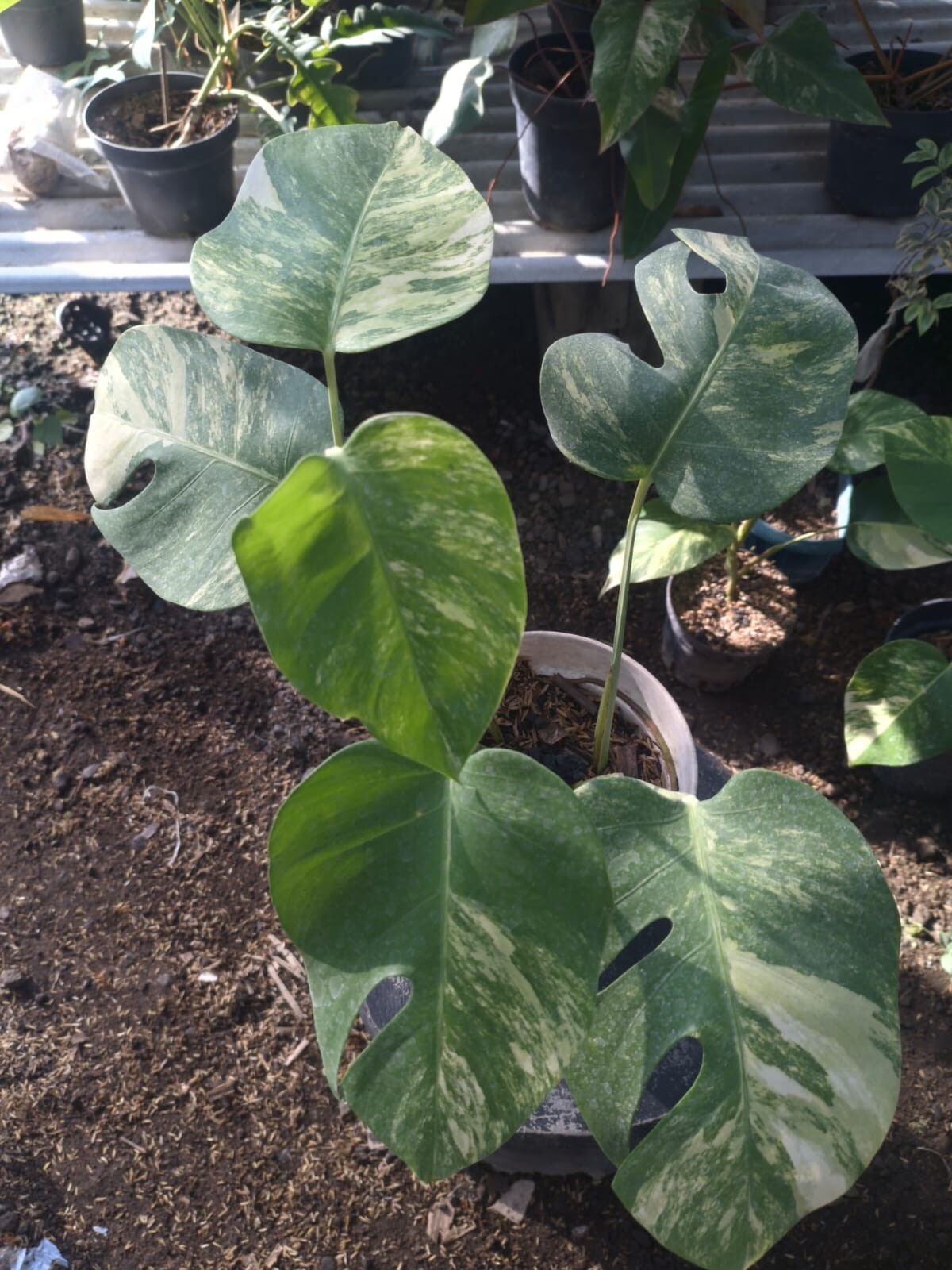 Real Pick Monstera Marmorata Variegated Lush leaves
