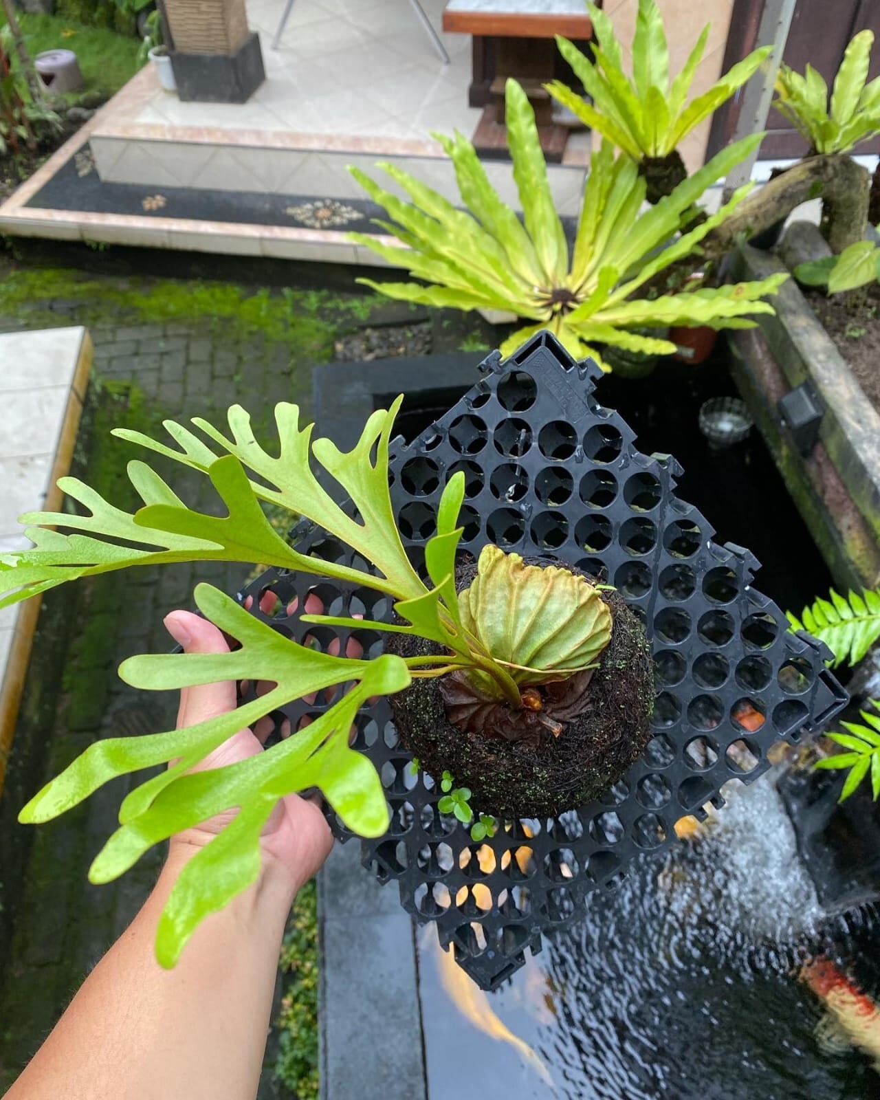 Platycerium Ridleyi + Phytosanitary Cert