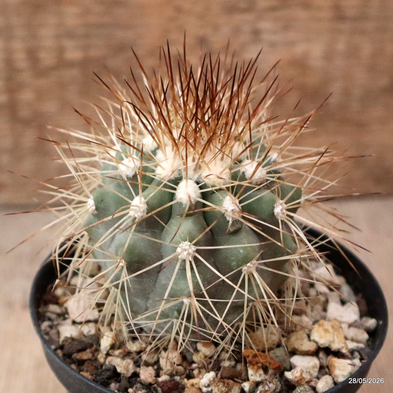 D4005 COPIAPOA KRAINZIANA pot10-H7-W6 cm MaMa Cactus