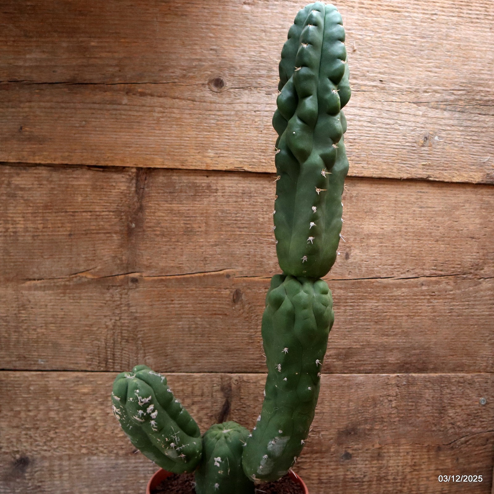 D7692 CEREUS PASA. MONSTER pot17-H55-W21 cm MaMa Cactus