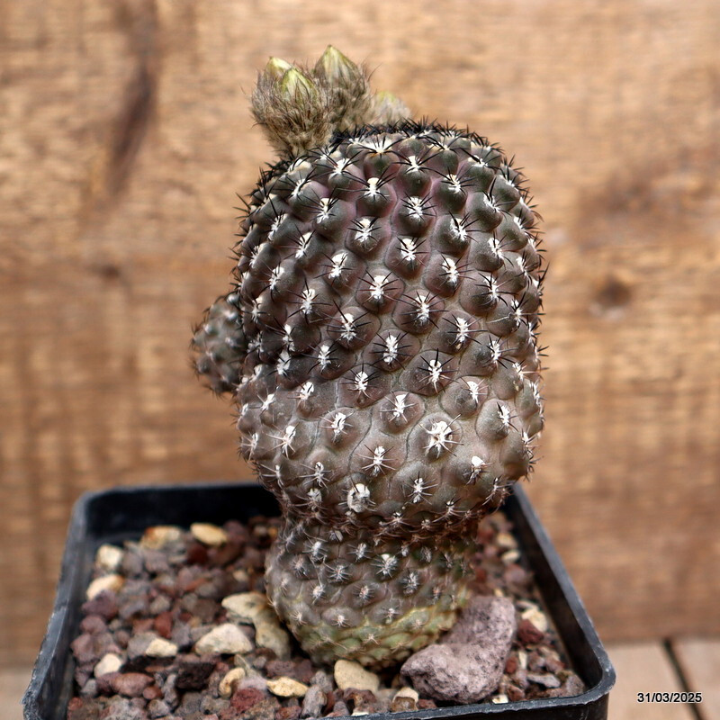 A5505 NEOPORTERIA NAPINA pot10-H11-W9 cm MaMa Cactus