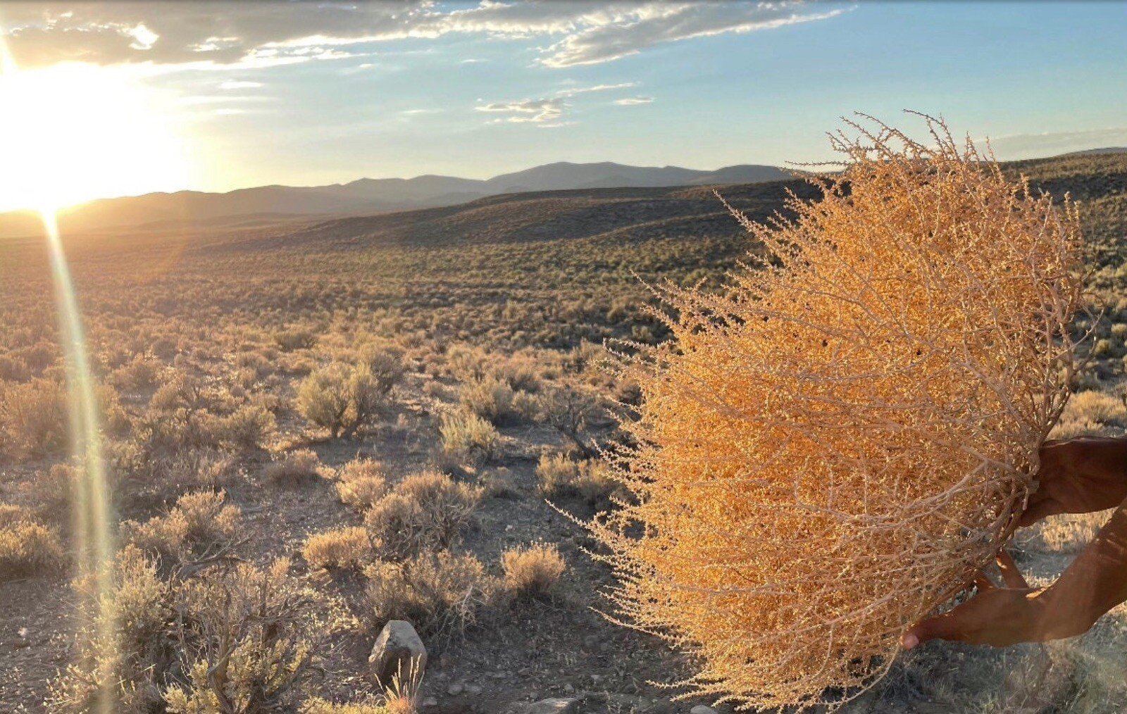 Tumbleweeds !! Best & FULL!! XL Size! 2ft+ Huge Natural Western Decor Nevada USA