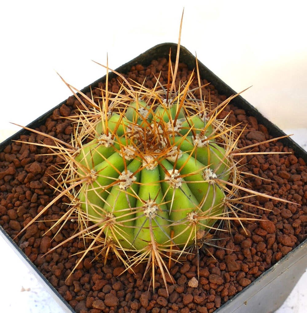 Cereus pasacana SELECTED 16cm diameter – Pasacana cactus | Argentine saguaro