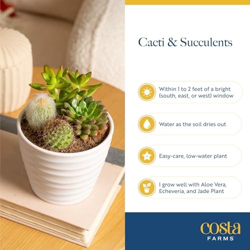 Mini Succulent 6-8 Inches Tall Cute Succulent Gift Décor Pot Succulent Garden