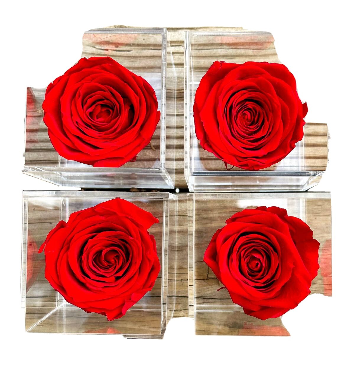 One Polylove Preserved Rose in a Petite Acrylic Box Real Rose That Last for Yea