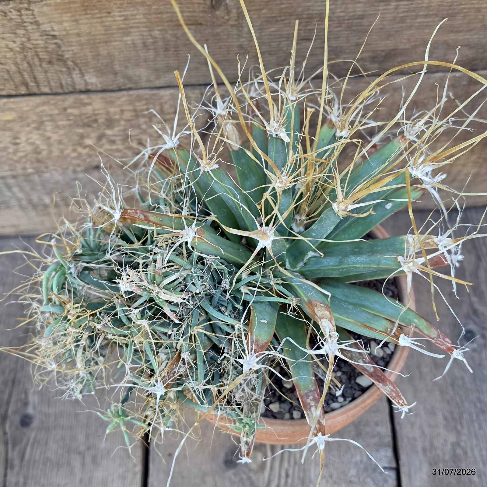 D7749 LEUCHTENBERGIA PRINCIPIS MONSTER pot19-H19-W31 cm MaMa Cactus