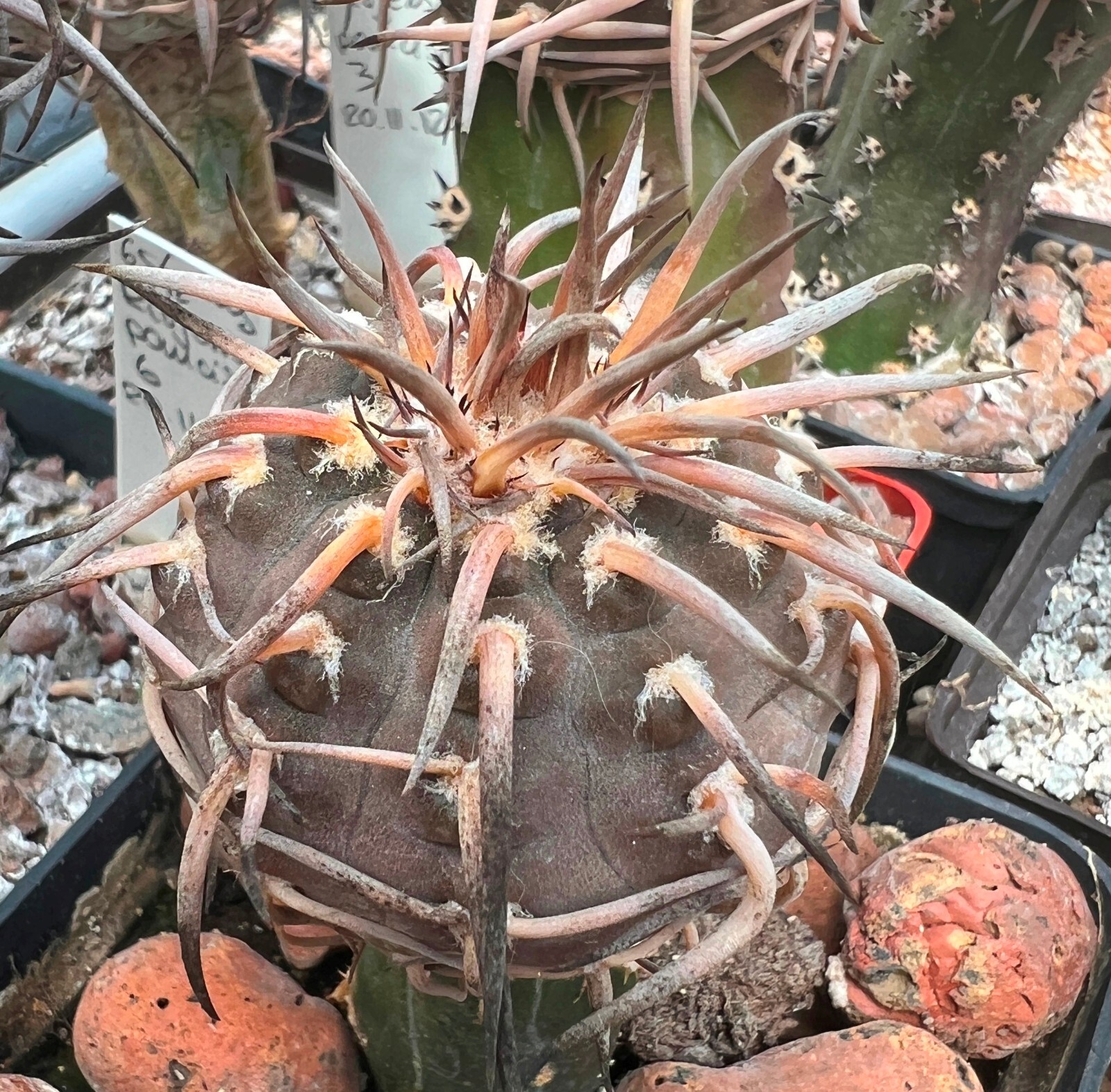 50 FRESH SE_EDS Gymnocalycium riojense v paucispinum selected