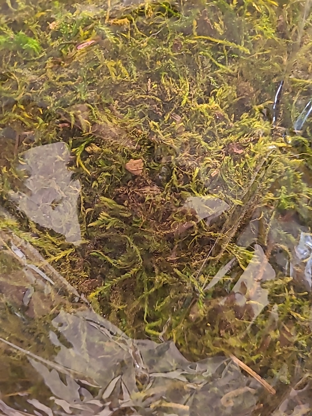 SuperMoss Forest Dried Moss Planters Pots Container Gardens Natural Green Plants