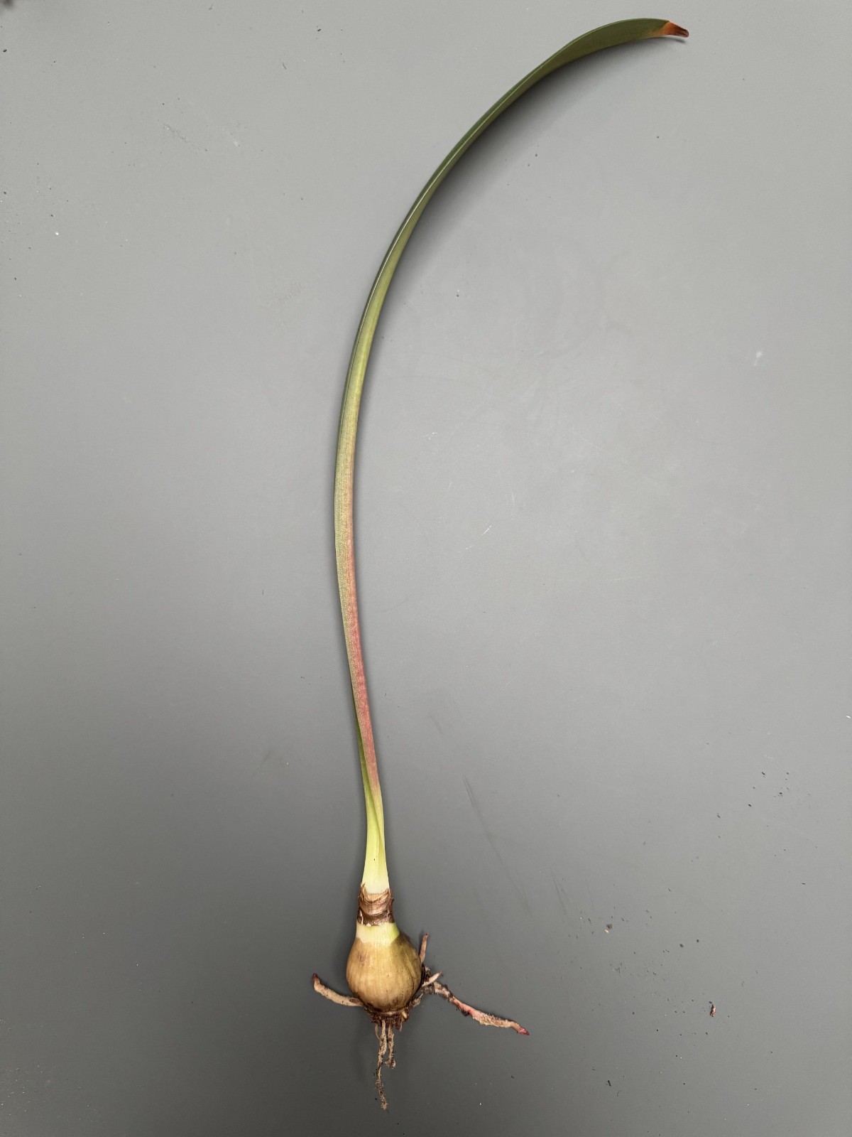 Hippeastrum incachacanum – VERY rare bulb 2.7 cm near FS