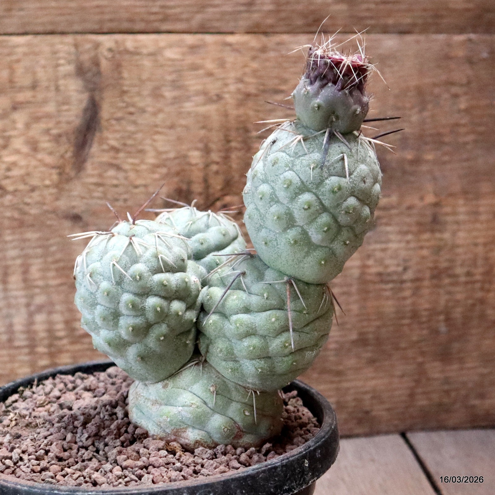 D8032 TEPHROCACTUS GEOMETRICUS 5 BALLS pot14-H17-W11 cm MaMa Cactus