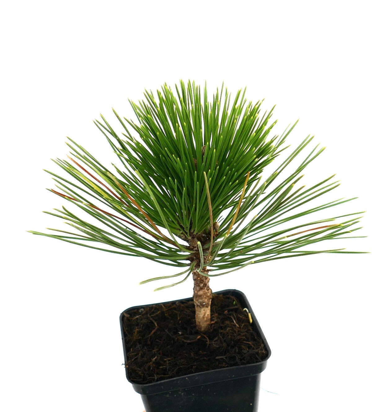 Pinus thunbergii cv THUNDERHEAD 10-20cm | Japanese black pine | Black pine – Jap