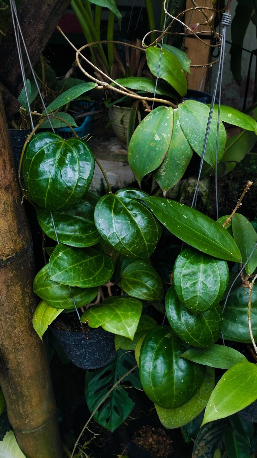 Real Picture Hoya Latifolia Sarawak Cream Rare Plant