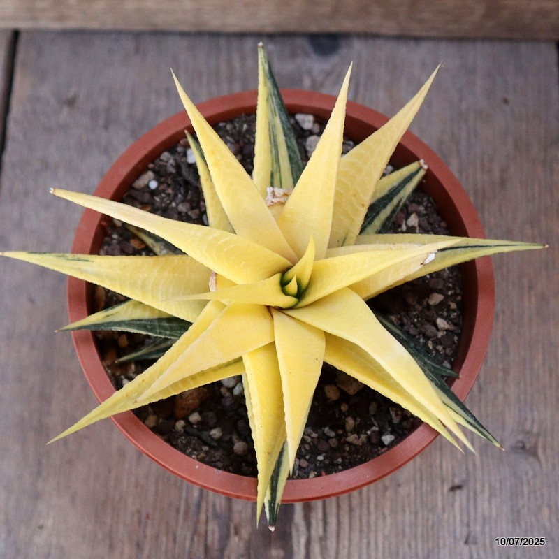 D5198 HAWORTHIA LIMIFOLIA VARIEGATED pot13-H9-W14 cm MaMa Cactus