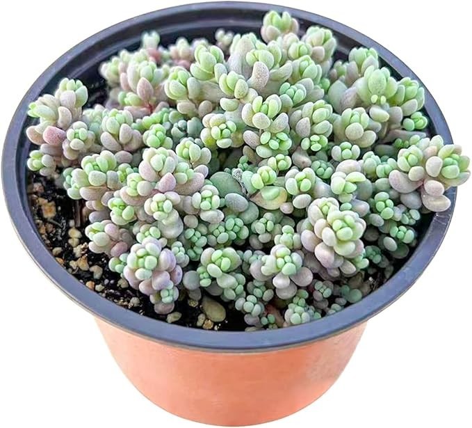 Live Aeonium Succulent Plants 2-4 Inch Fully Rooted in Pots with Soil Home Decor