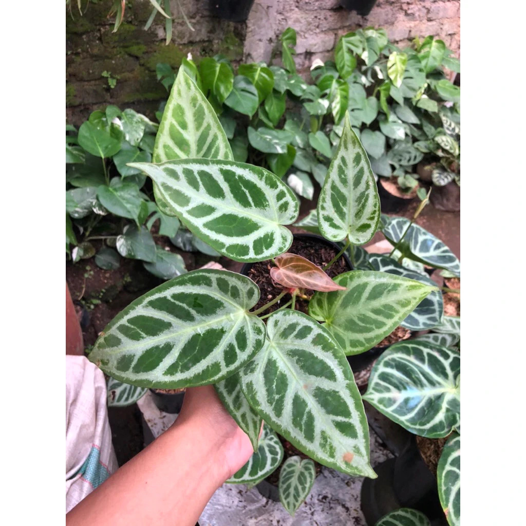 Anthurium Silver Blush Unique Live Tropical Exotic Plant Rare PL147