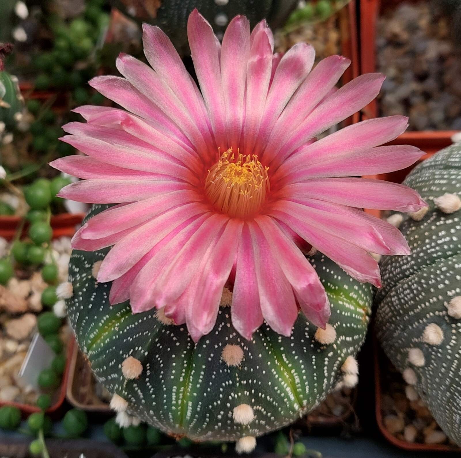 Astrophytum asterias ‘Akabana’ 100seeds harvest 2025