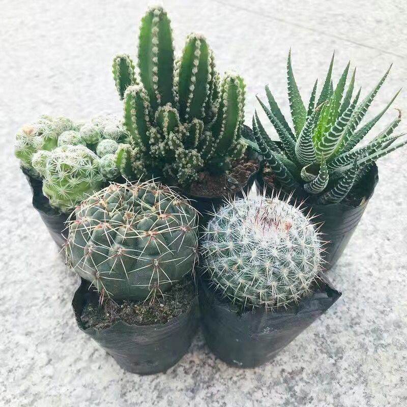Succulent Plants Cactus Ball Live House Plants for Home Office Garden Decor