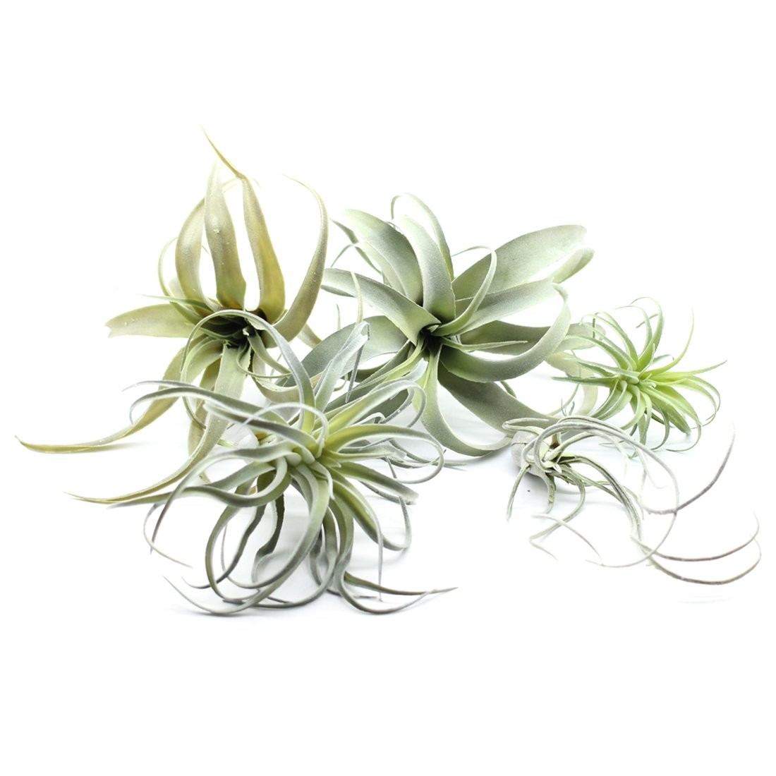 5PCS Artificial Flocking Tillandsia Plants Faux Succulents Bromeliads for Ind…