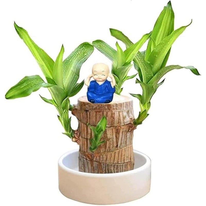 A Set of Green Plant Brazilian Wood Water Raise Lucky Wood Potted Tree Indoor US