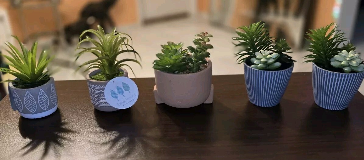 Beautiful Succulent Plants, All 5! Easy, No Mess House Decor. Sold Together.
