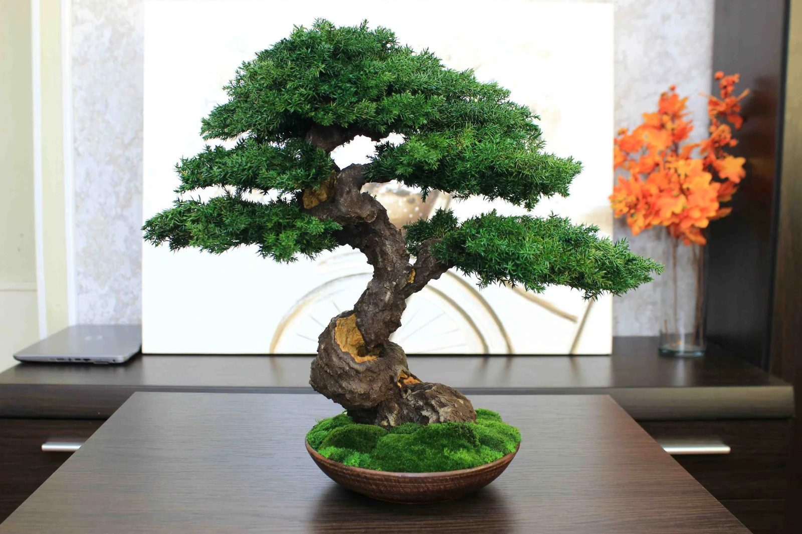 Exclusive Preserved Juniper Bonsai – Interior Art Sculpture. 40 cm / 15.75″