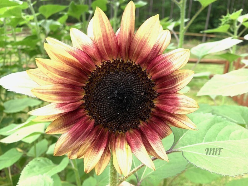 25 Pcs Cute Strawberry Sunrise Pink Sunflower Seeds