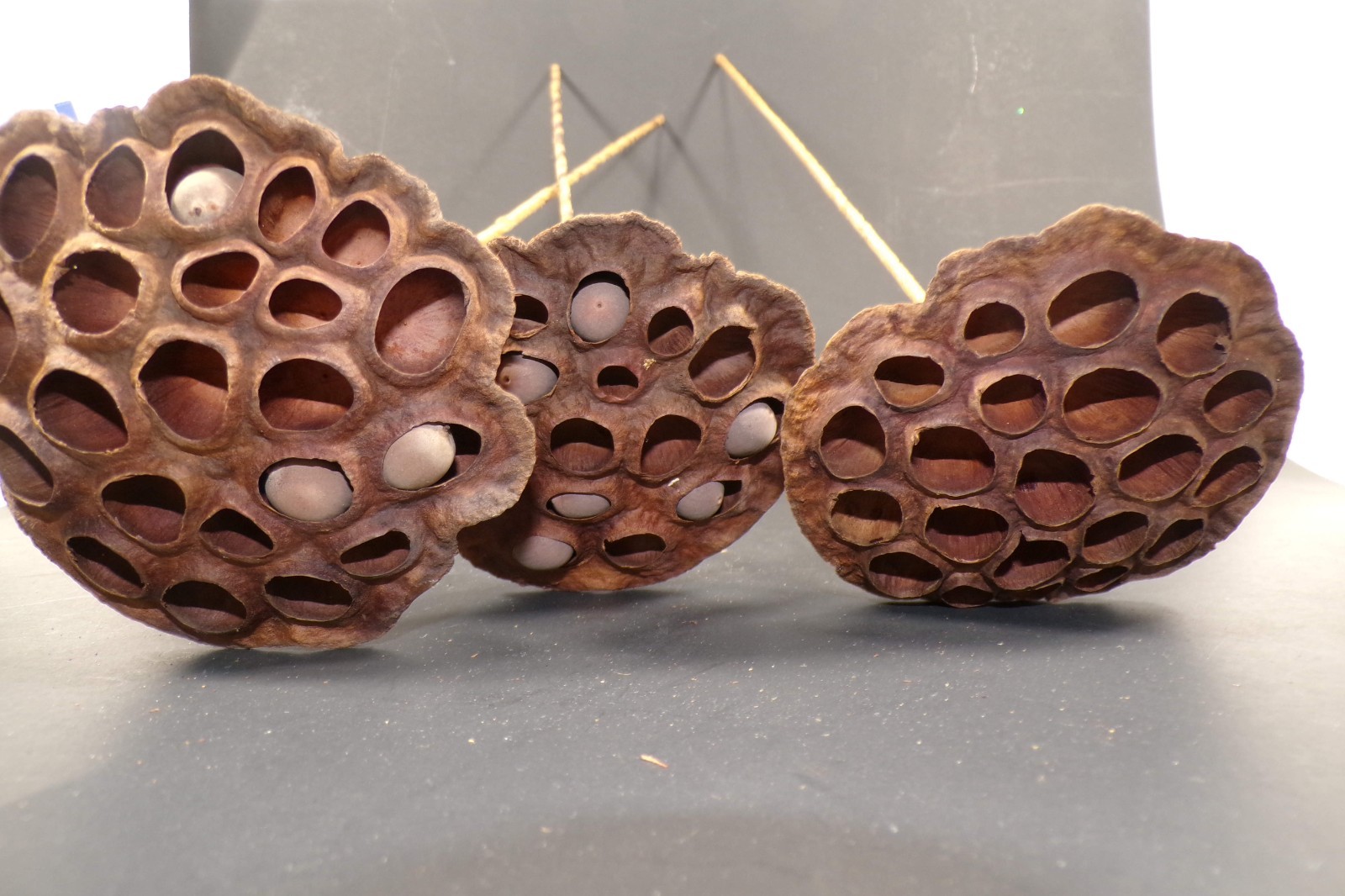 Lotus Seed Pods Lot of 3 Dried for Crafts and Decor 16″L