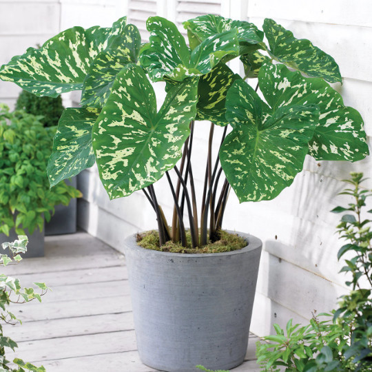 Alocasia Hilo Beauty in 4″ Pot | Elephant Ears Plug | Caladium Indoor & Outdoor