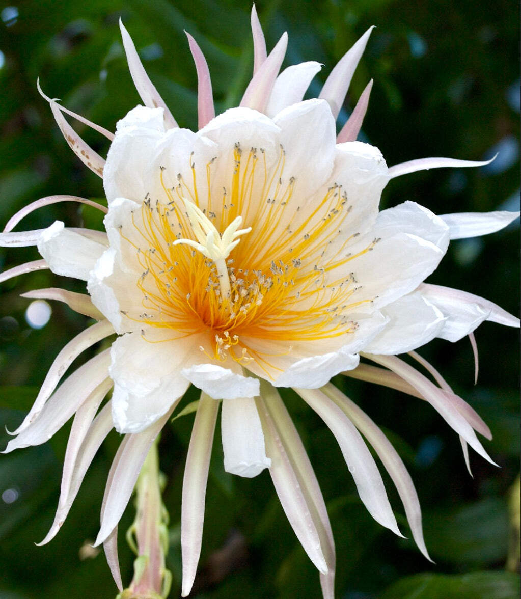 Epiphyllum chrysocardium (white flowers) – Fern leaf cactus | Golden heart epiph