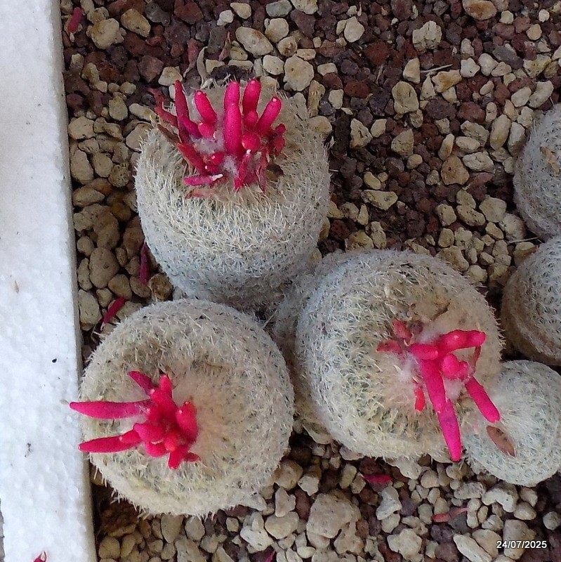 D5505 EPITHELANTHA MICROMERIS F. NEOMEXICANA potX-H8-W10 cm MaMa Cactus