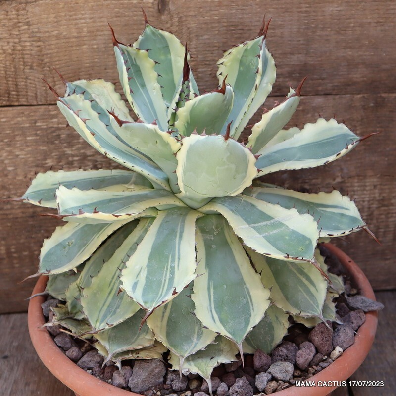 D1844 AGAVE POTATORUM KICHIJOKAN VARIEGATED pot29-H29-W29 cm MaMa Cactus
