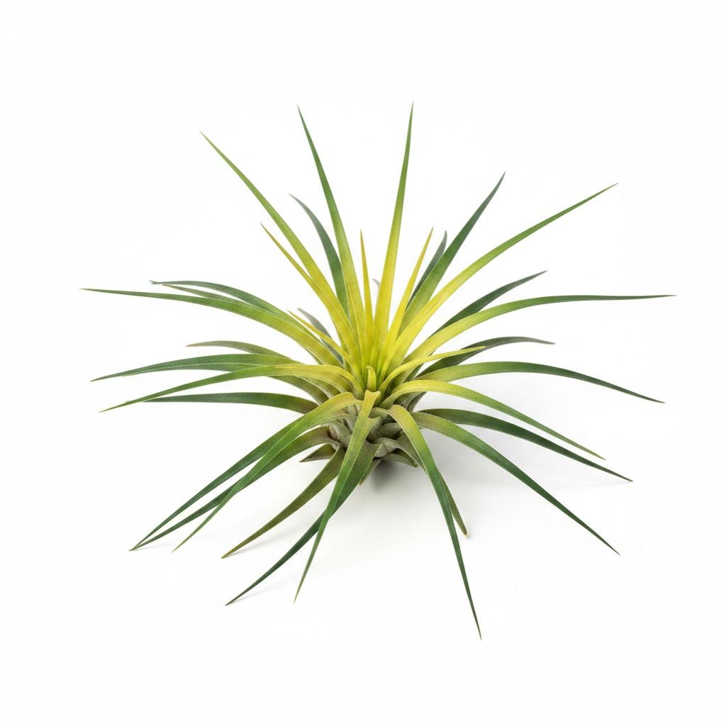 Artificial Air Plant Set of 3 Real Touch Faux Tillandsia Plants Small Faux Air P