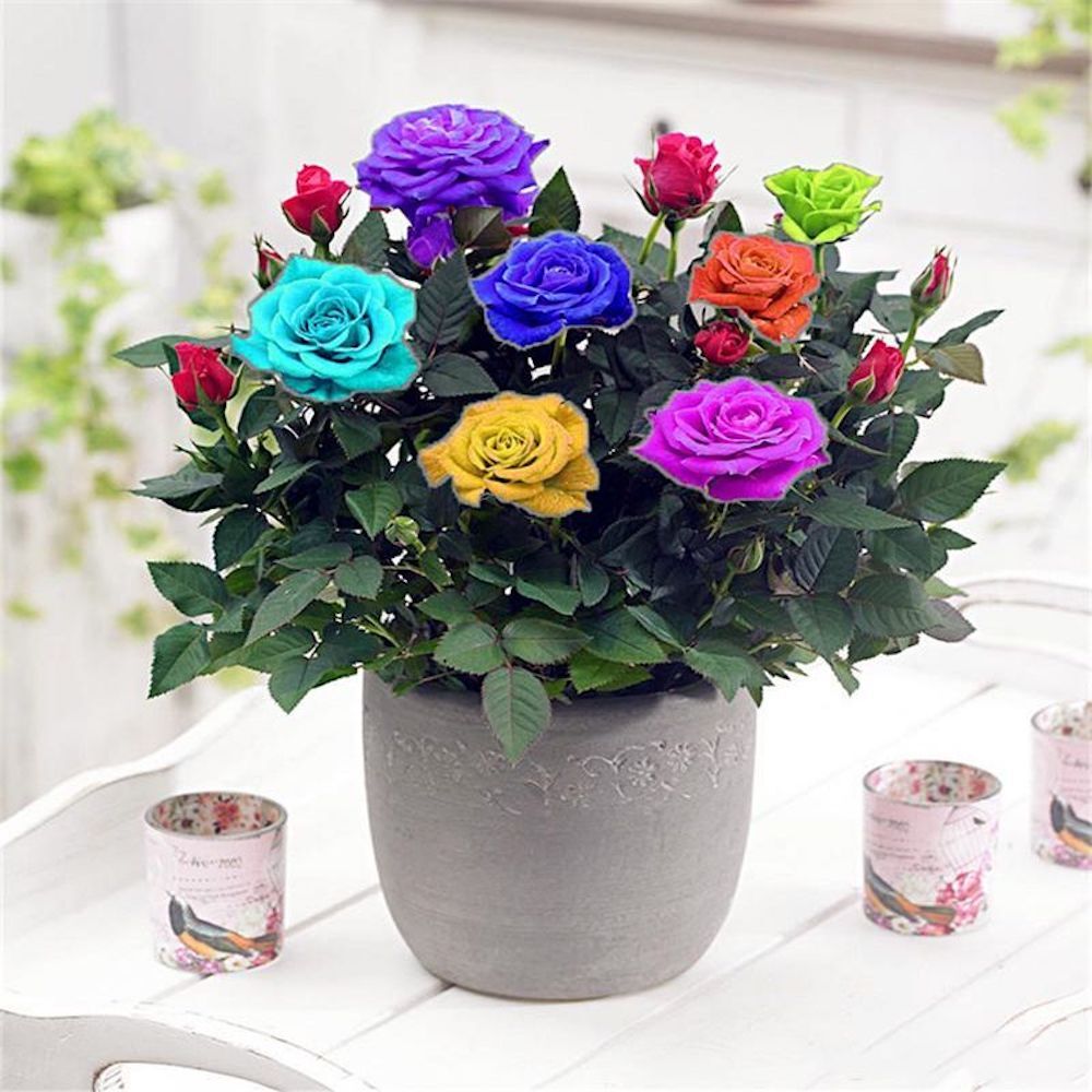 (10) ROSE SEEDS RARE exotic perennial flower garden bush tea USA SELLER W/TRACK