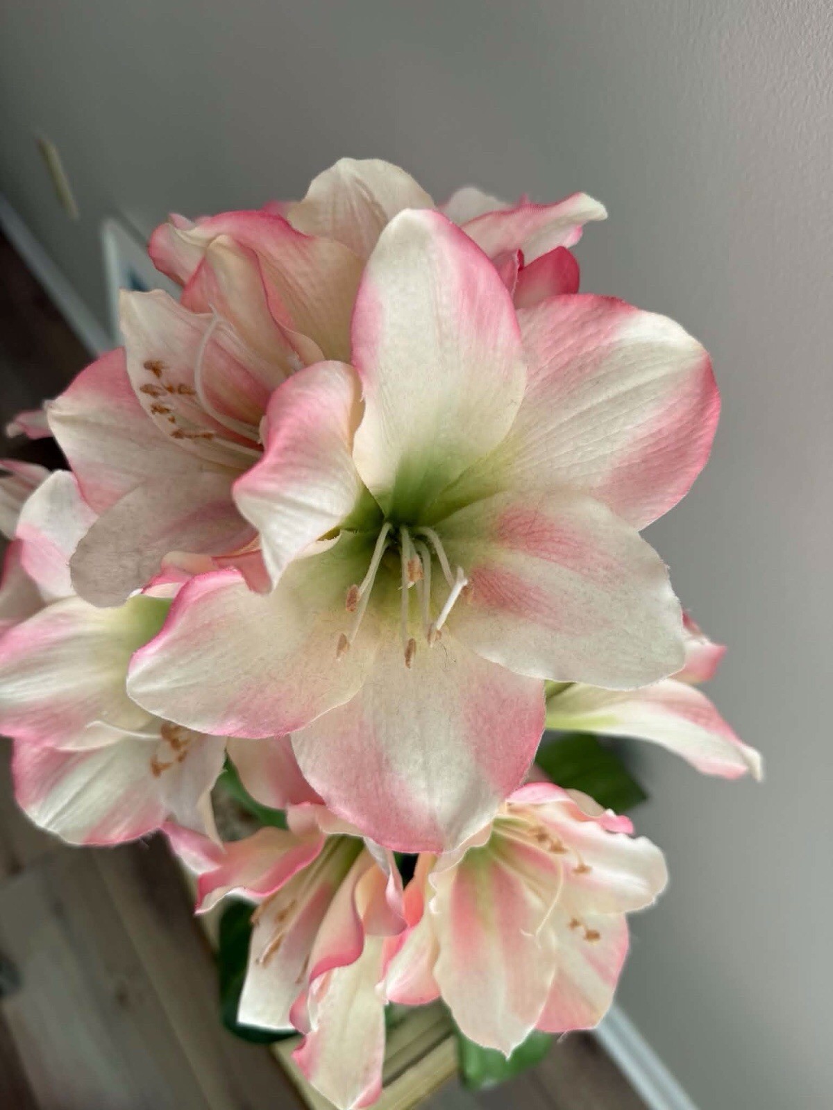 Amaryllis Verigated Pink /white ‘ – Soft Pink Indoor Flower With Vase