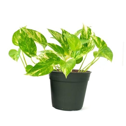 Pothos Pot – Easy-Care Trailing Houseplant, Air-Purifying Vine 4-Inch Golden