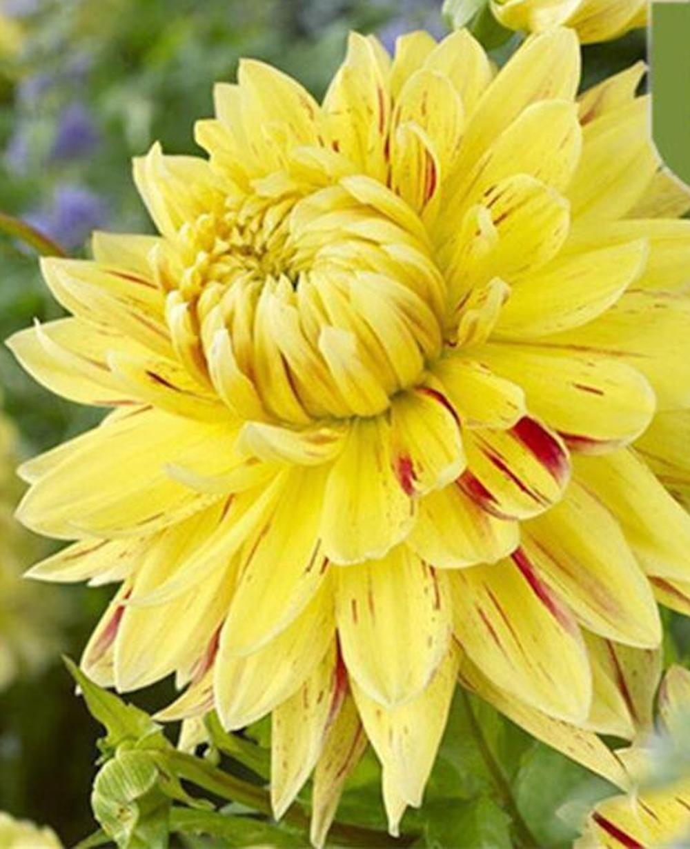 (10) DAHLIA SEEDS rare exotic flower blossom garden plant USA SELLER W/TRACK