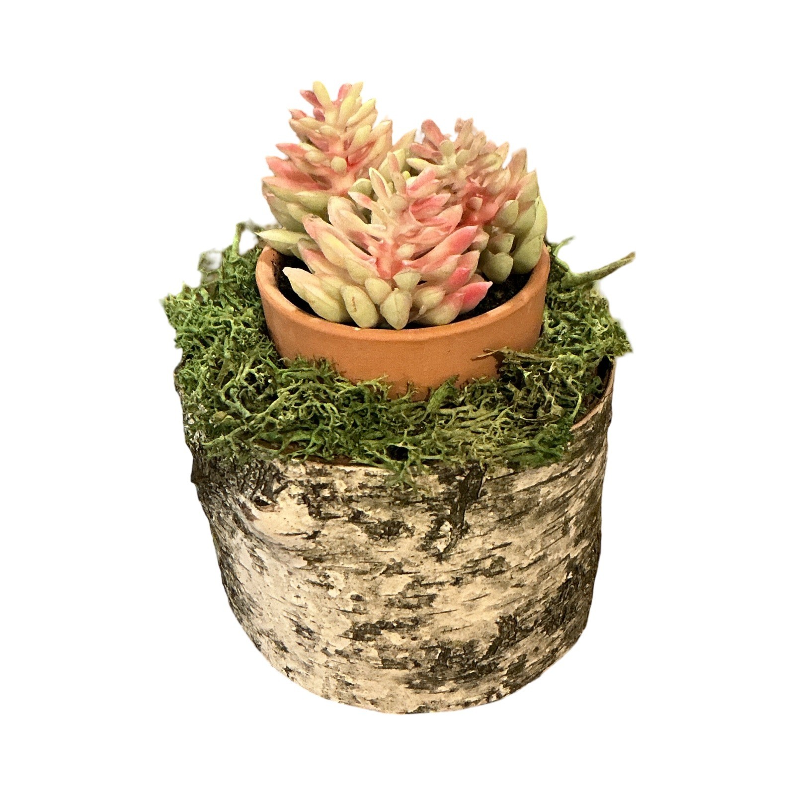 Rustic Artificial Succulent in Birch Log Base with Moss and Terracotta Pot