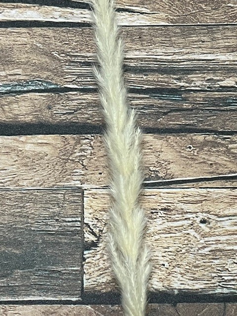 Natural Dried Pampas Grass ~ Boho ~ Home Decor ~ Wedding ~ 70 pcs